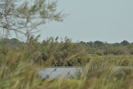 FRCamargue