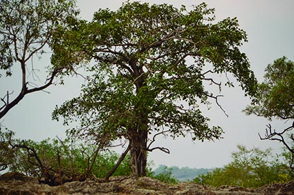 NIVolcanSanCristobal