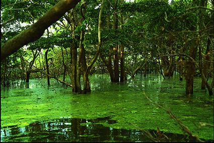 RioAmazonas