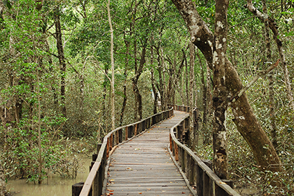 SundarbansPN